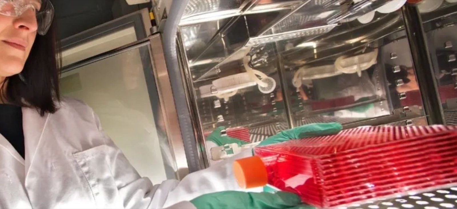 Elena, founder and Chief Scientific Officer of Amplicell, working with a cell culture flask in a biosafety cabinet.