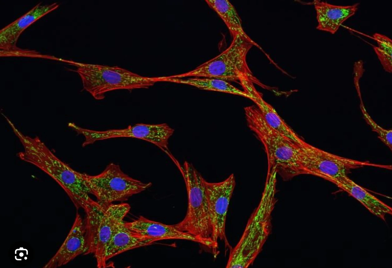 Confocal fluorescence microscopy of mesenchymal stem cells — red actin cytoskeleton, green cytoplasm, blue DAPI nuclei.